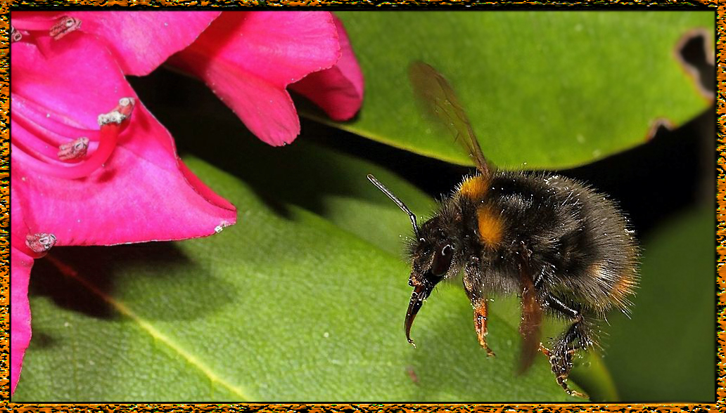 Hummel bei der Arbeit (Anderes Schärfeprogramm als MMP gefunden)