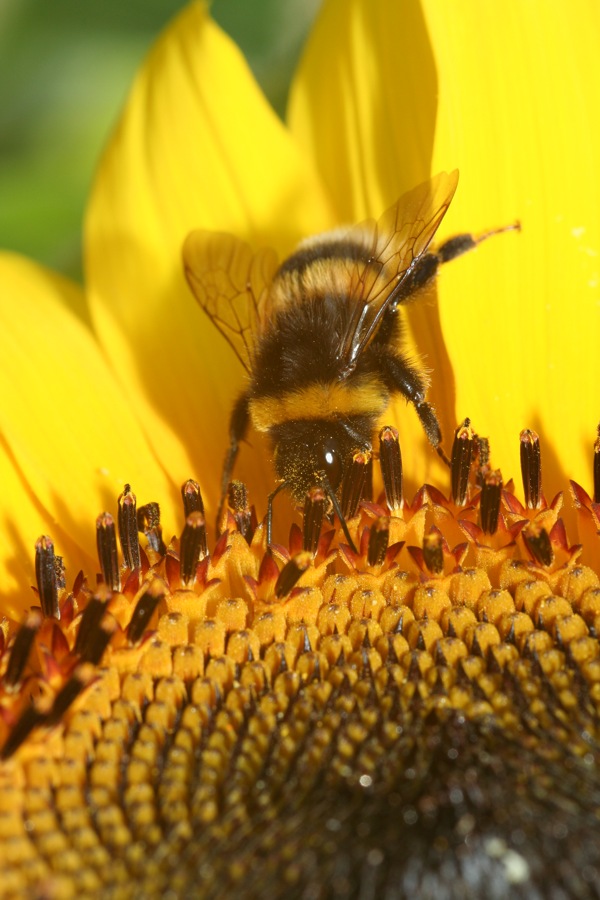 Hummel bei der Arbeit