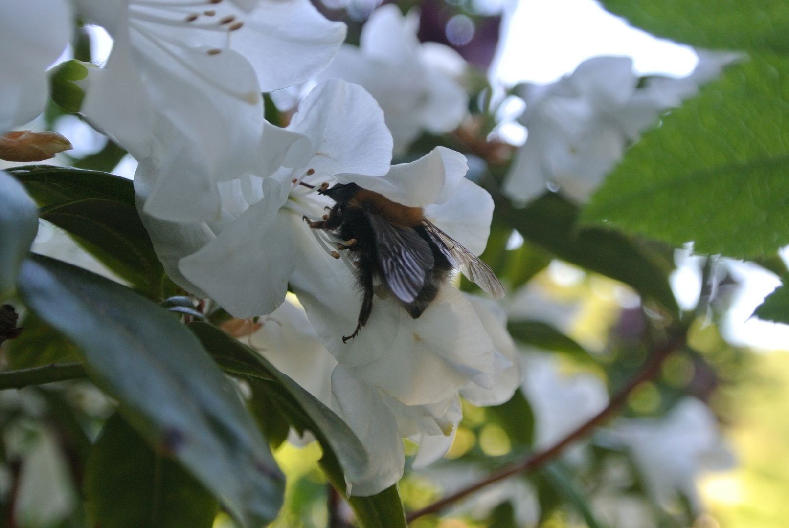 Hummel bei der Arbeit