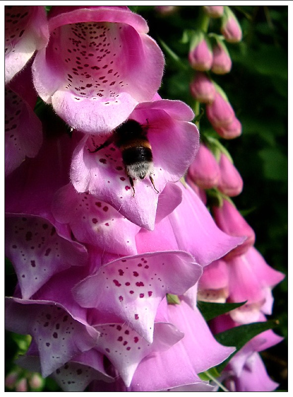 Hummel bei der Arbeit