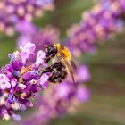 Hummel bei der Arbeit :)