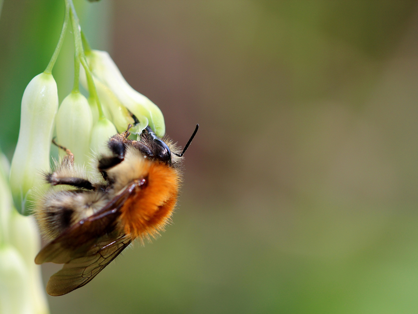 Hummel bei der Arbeit