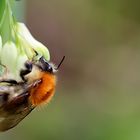 Hummel bei der Arbeit