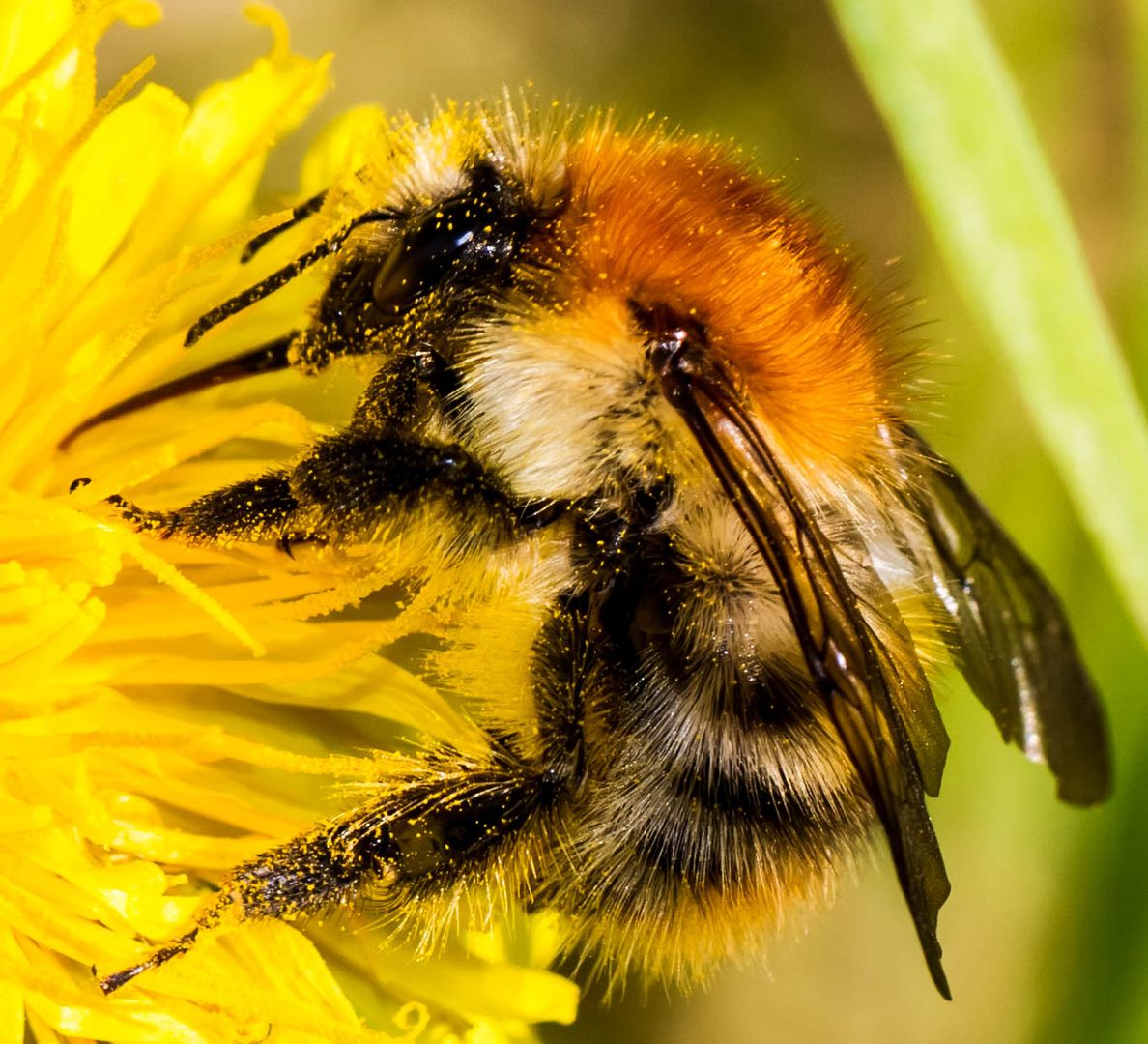 Hummel bei der Arbeit