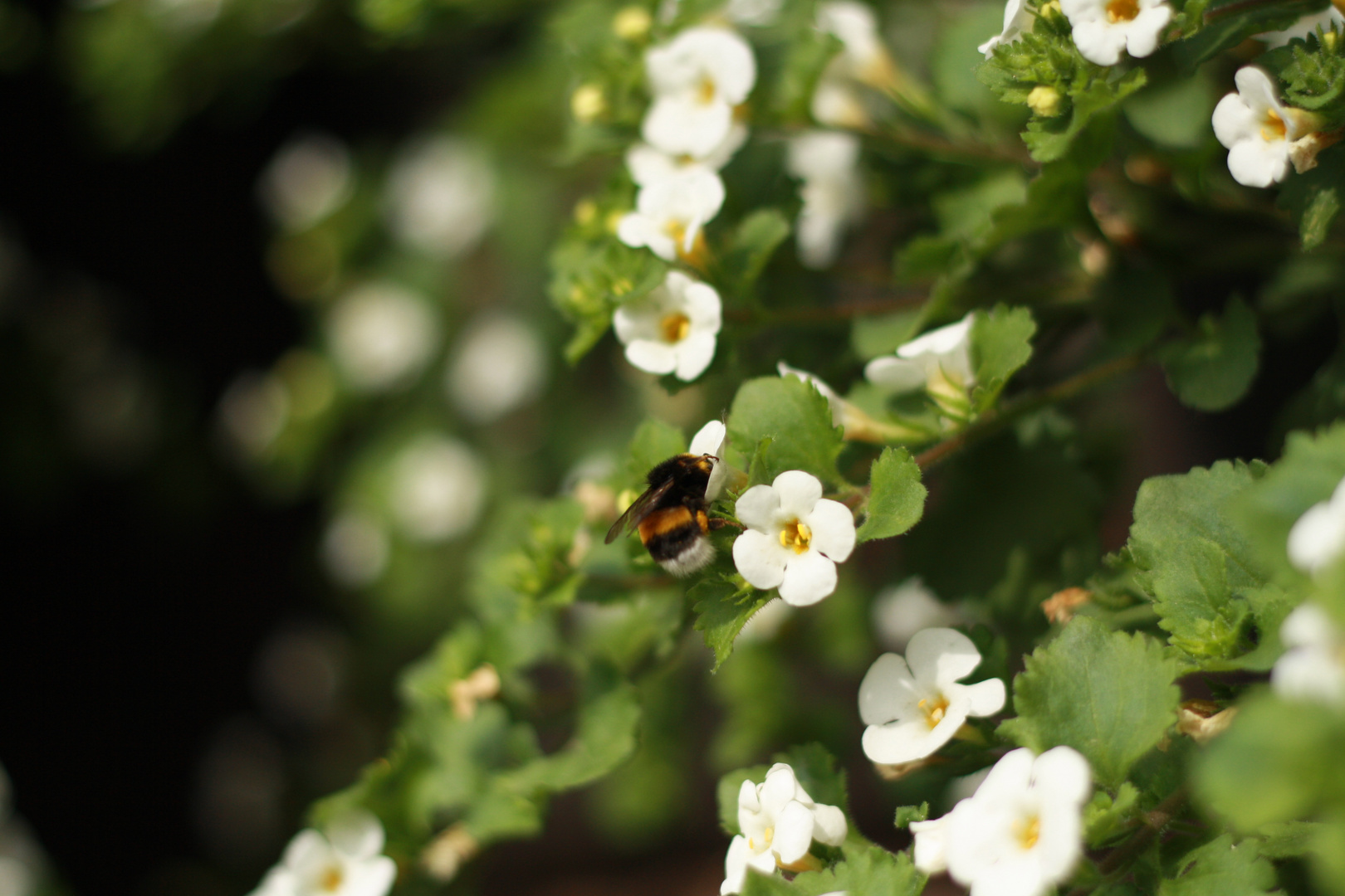 Hummel bei der Arbeit