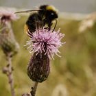 Hummel bei der Arbeit