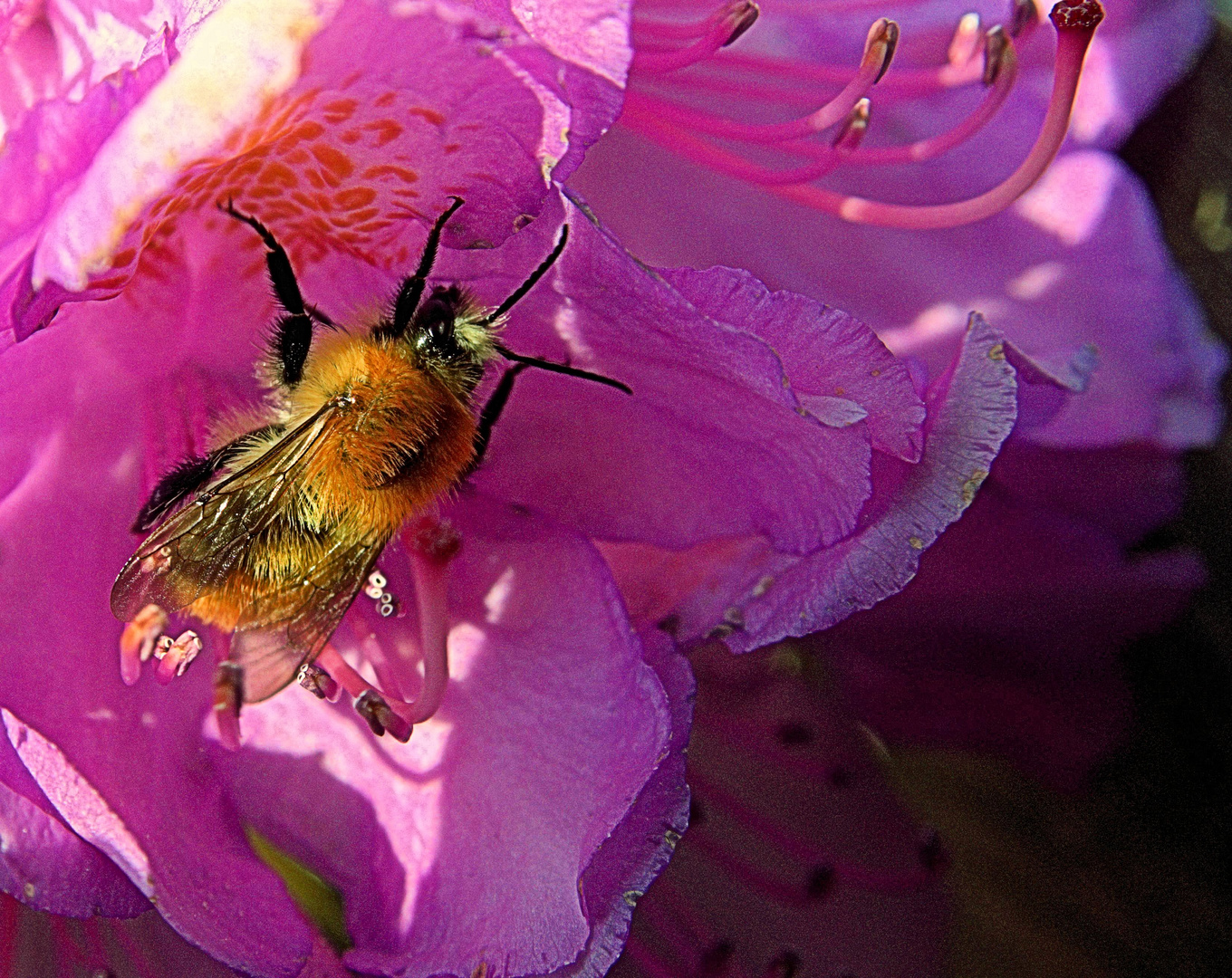 Hummel bei der Arbeit!