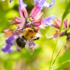 Hummel bei der Arbeit