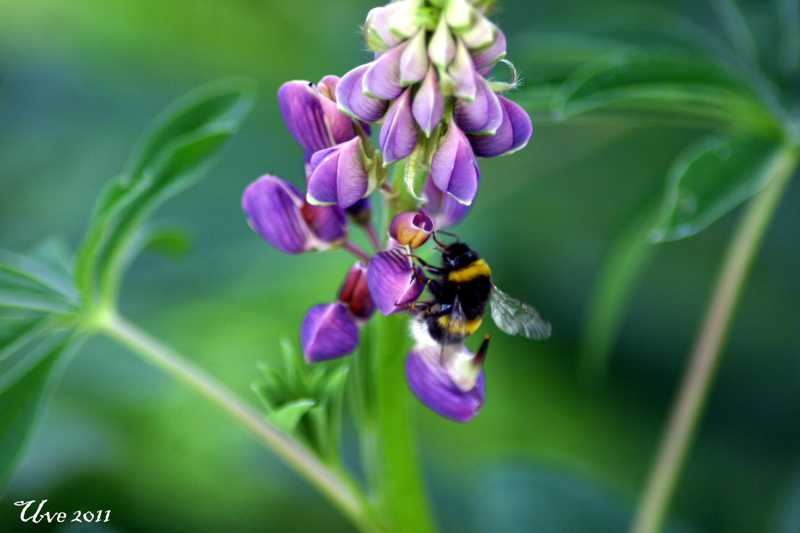 Hummel bei der Arbeit