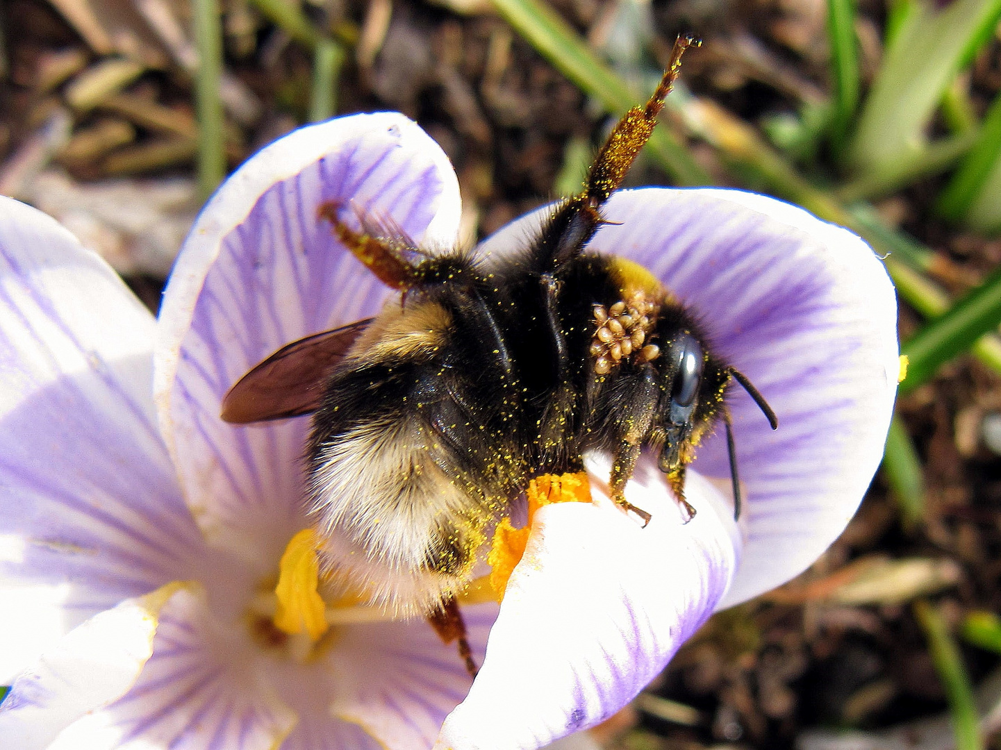 Hummel bei der Arbeit !