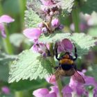 Hummel bei der Arbeit