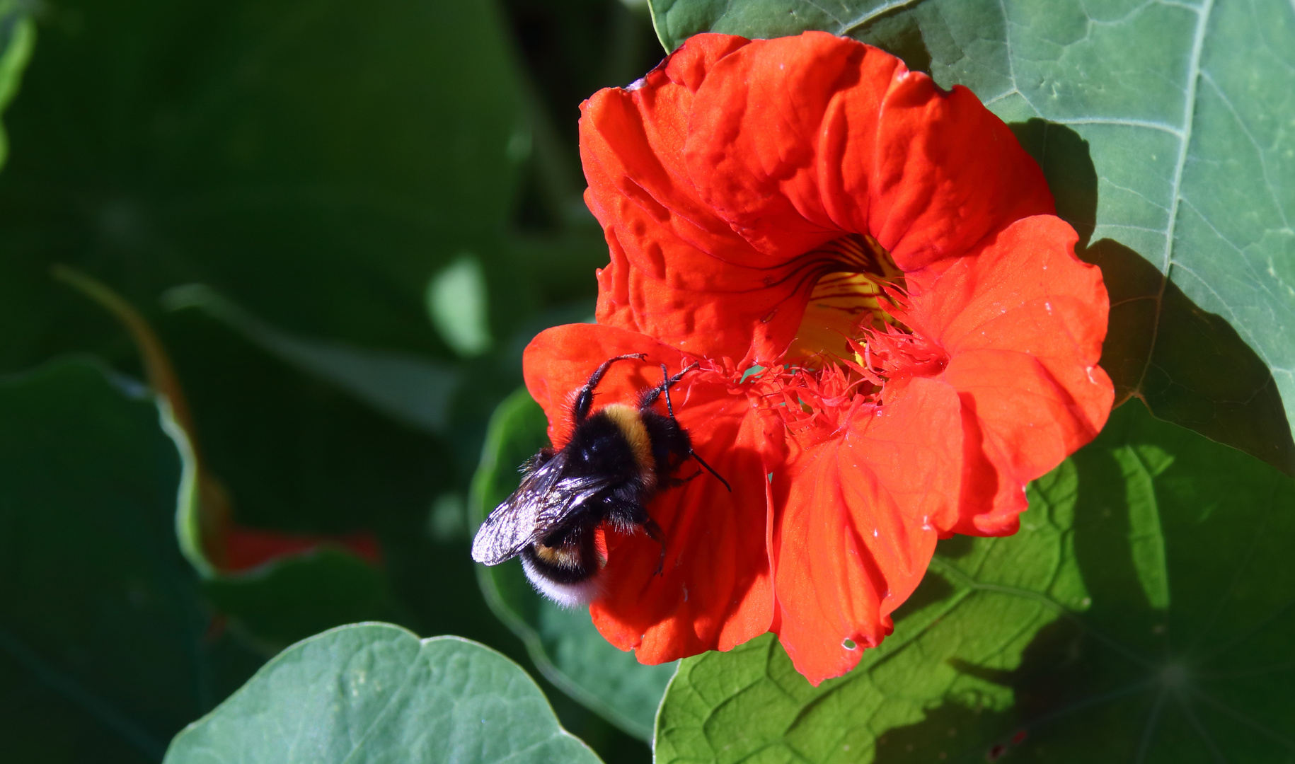 Hummel bei der Arbeit