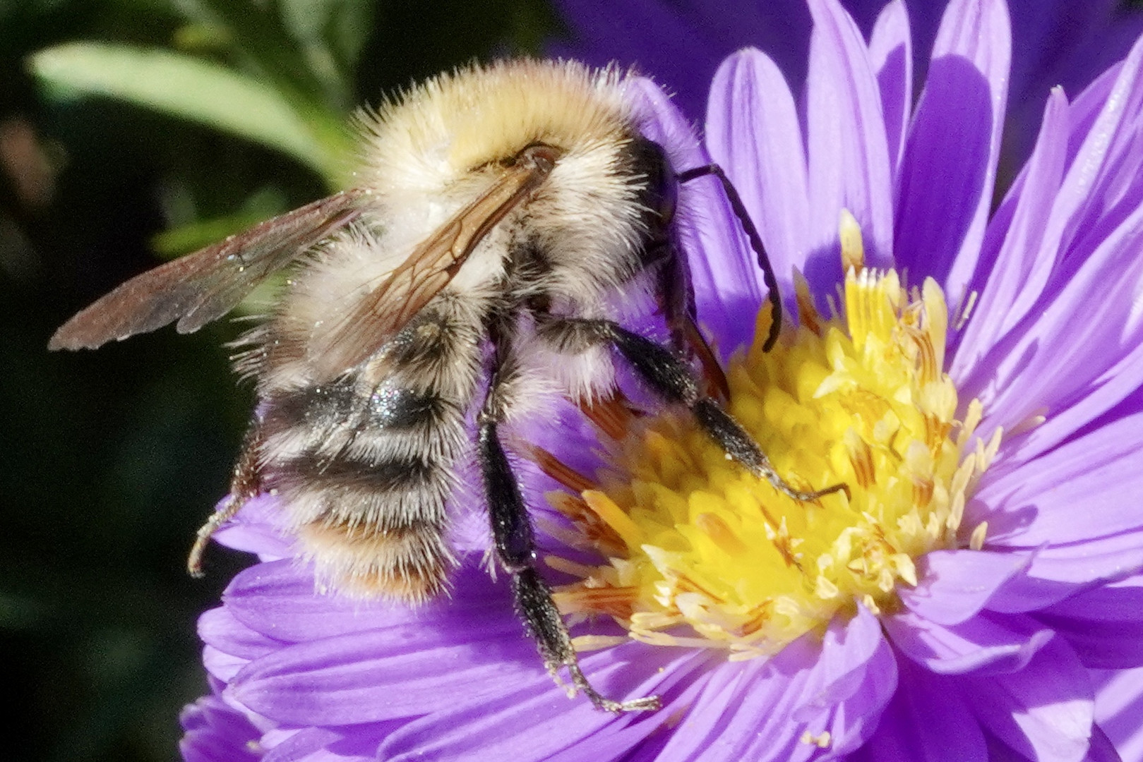 Hummel bei der Arbeit…