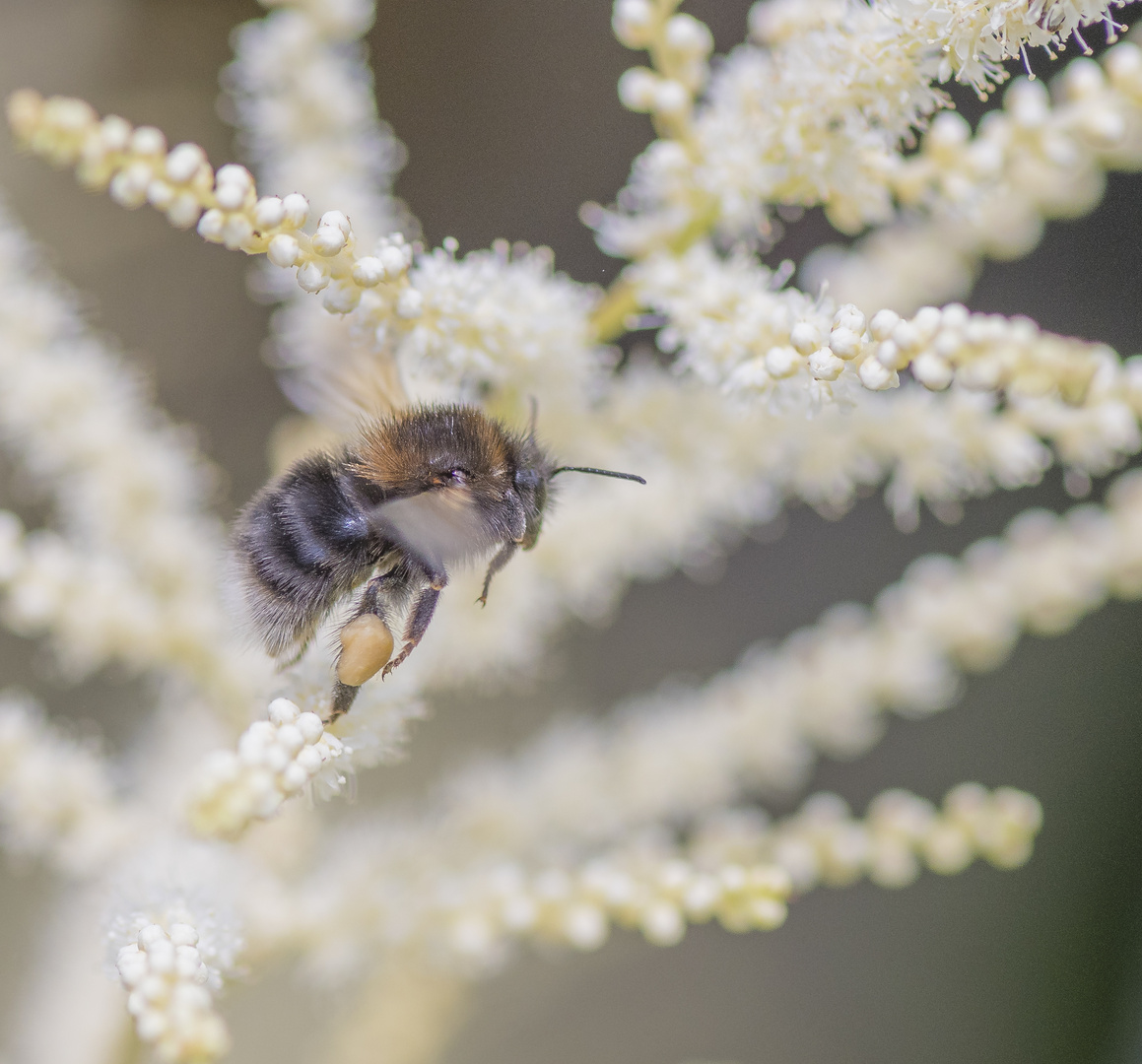 Hummel bei der Arbeit