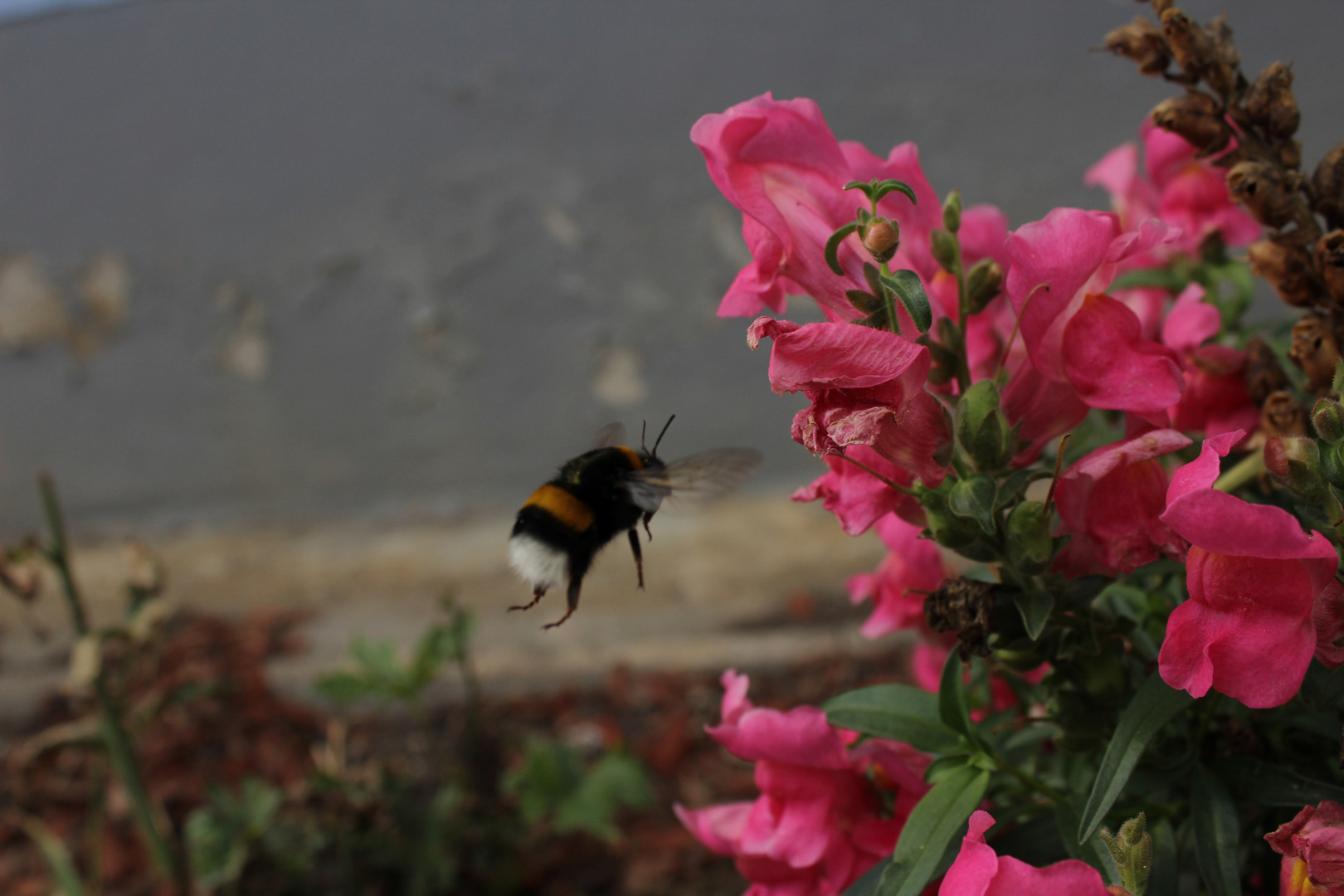 Hummel bei der Arbeit