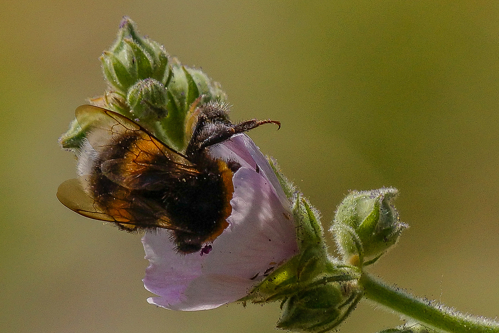 Hummel bei der Arbeit