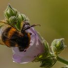 Hummel bei der Arbeit