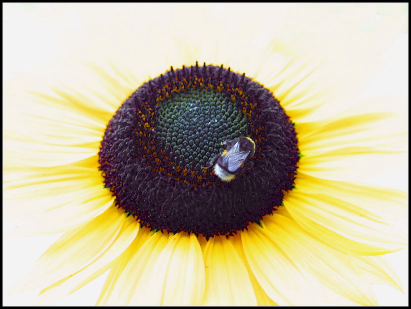 "Hummel bei der Arbeit"