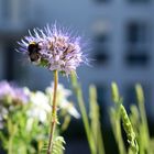 Hummel bei der Arbeit