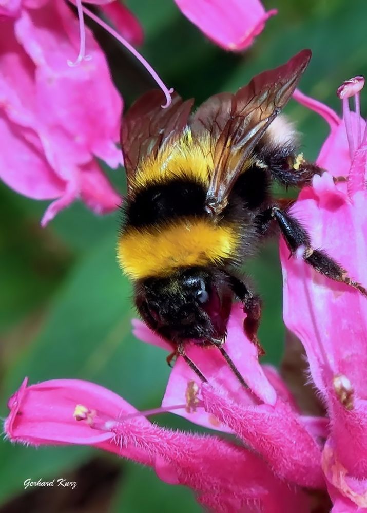 Hummel bei der Arbeit