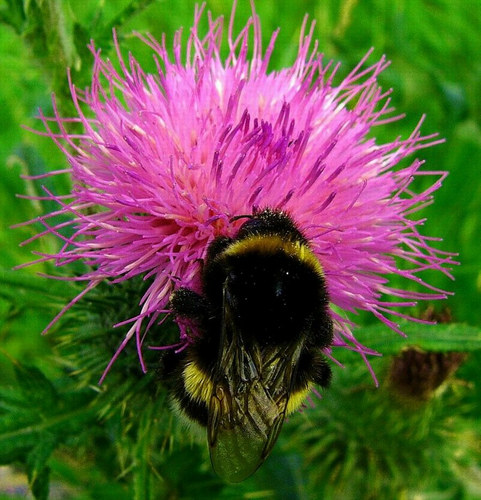 Hummel bei der Arbeit