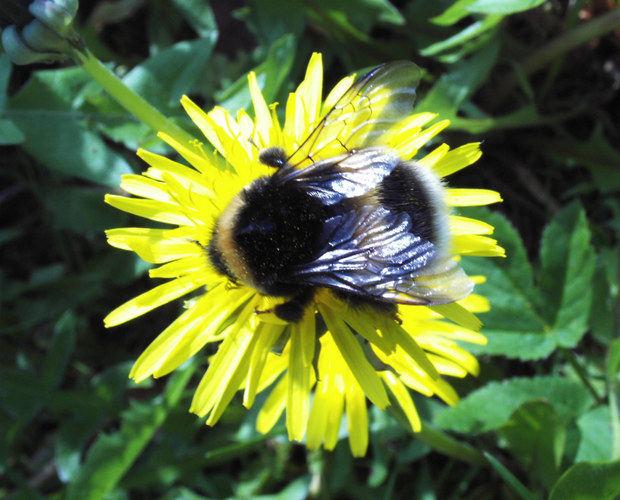 Hummel bei der Arbeit