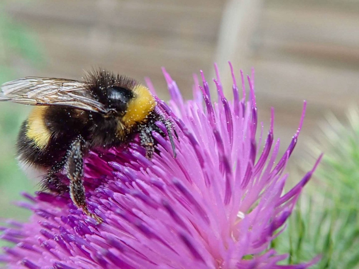 Hummel bei der Arbeit