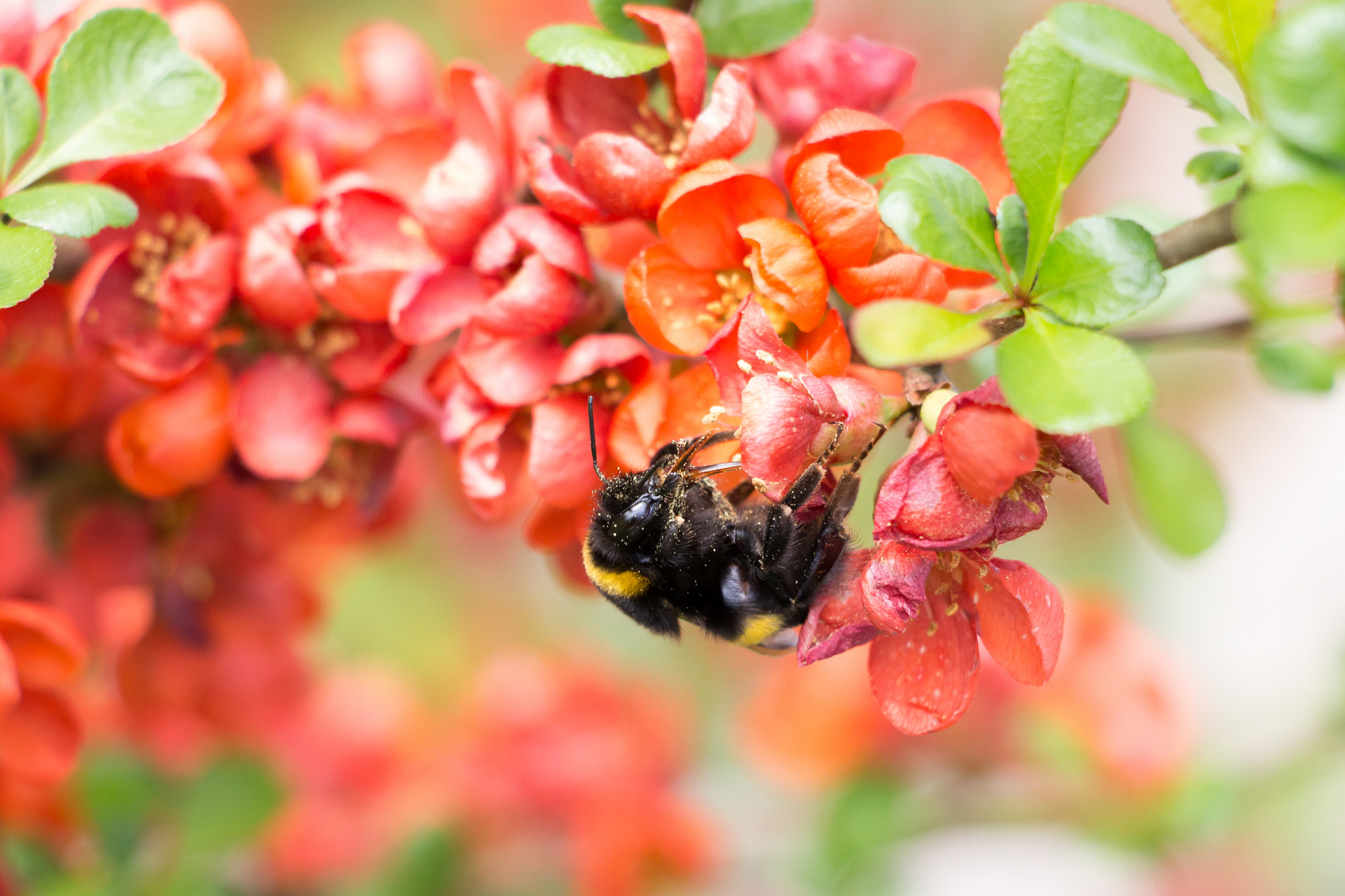 Hummel bei der Arbeit