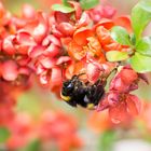 Hummel bei der Arbeit