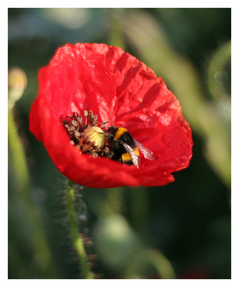 Hummel bei der Arbeit