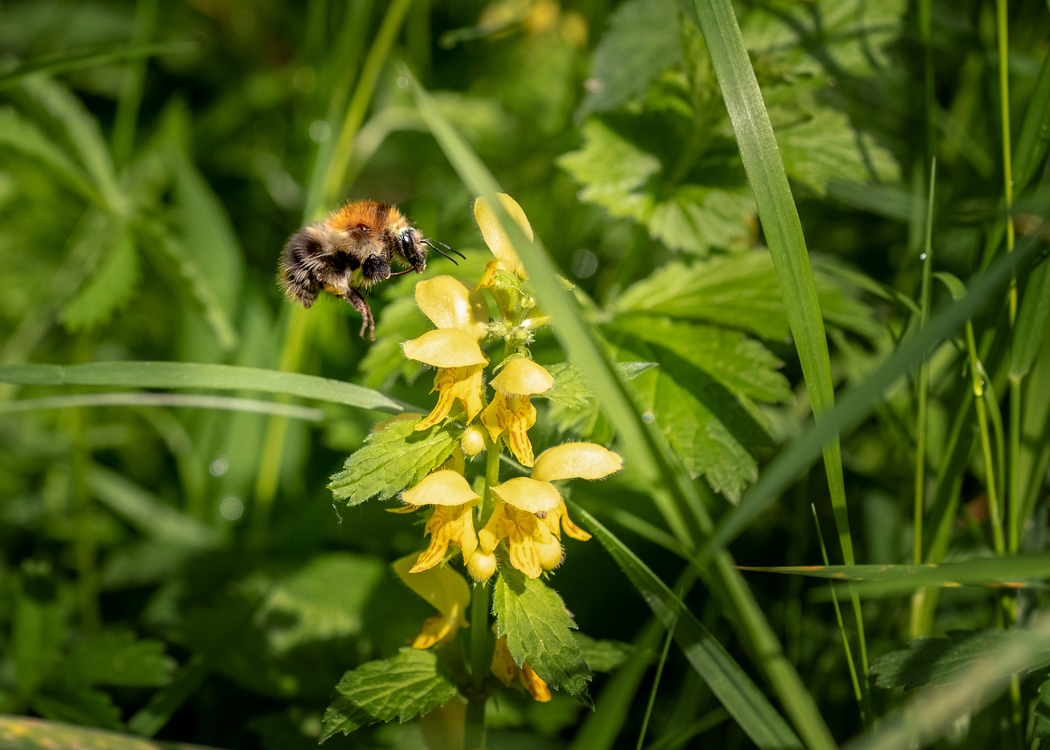 Hummel bei der Arbeit