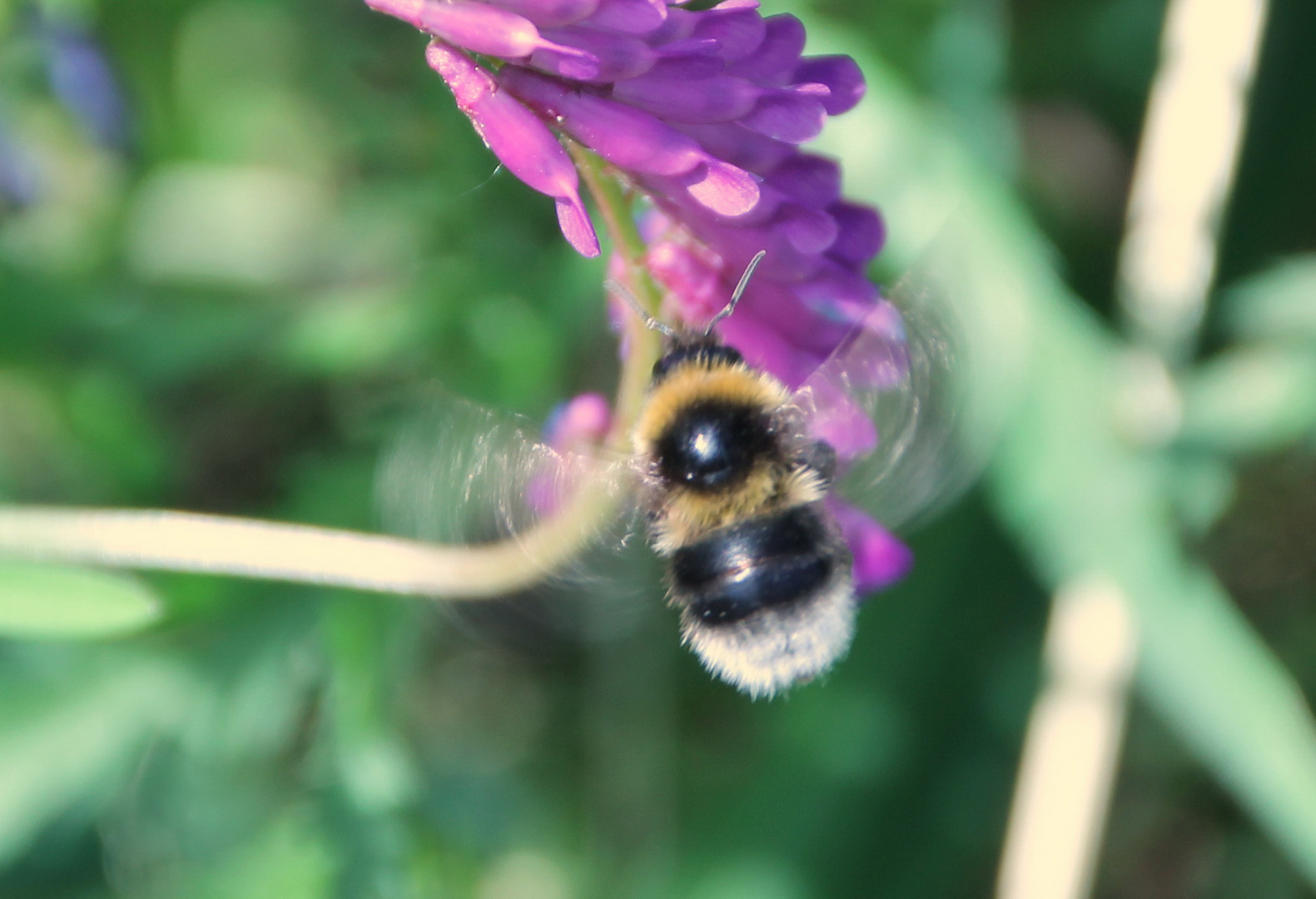 Hummel bei der Arbeit