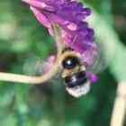 Hummel bei der Arbeit