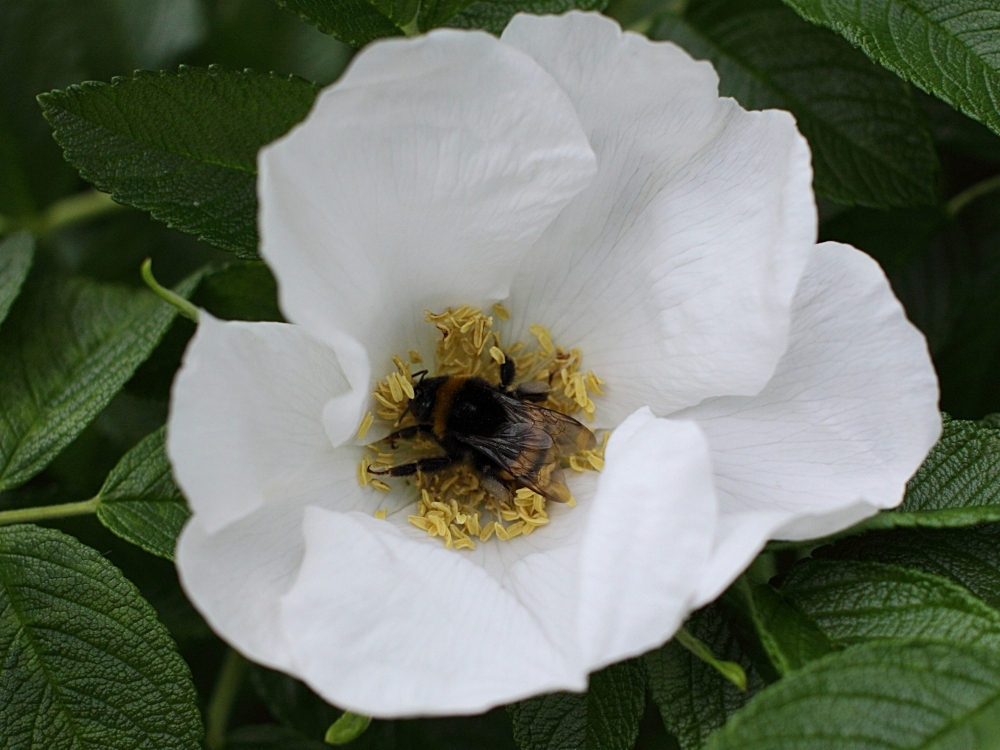 Hummel bei der Arbeit