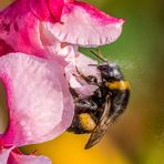 "HUMMEL BEI DER ARBEIT"