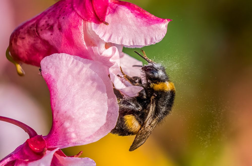 "HUMMEL BEI DER ARBEIT"