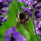 Hummel bei der Arbeit