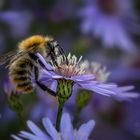 Hummel bei der Arbeit