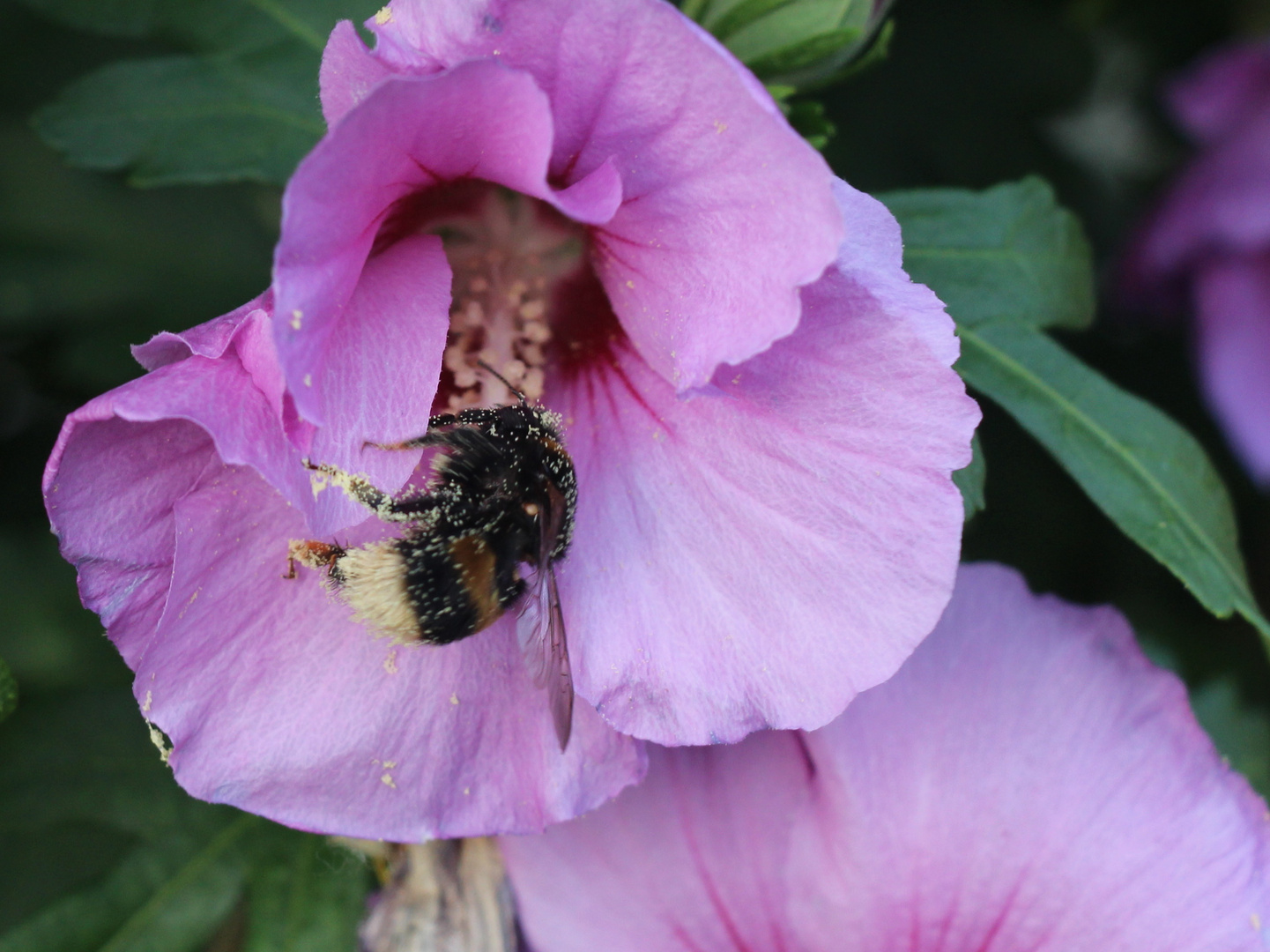 Hummel bei der Arbeit