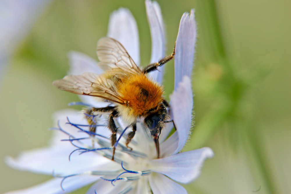 Hummel bei der Arbeit