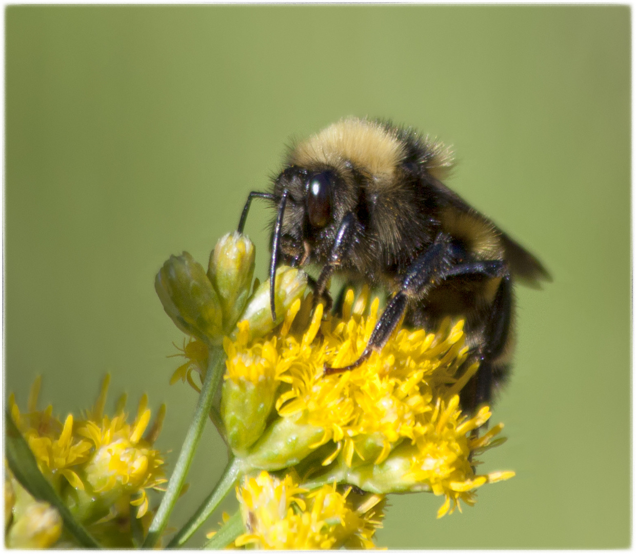 Hummel bei der Arbeit