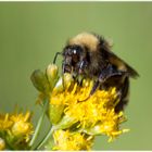 Hummel bei der Arbeit