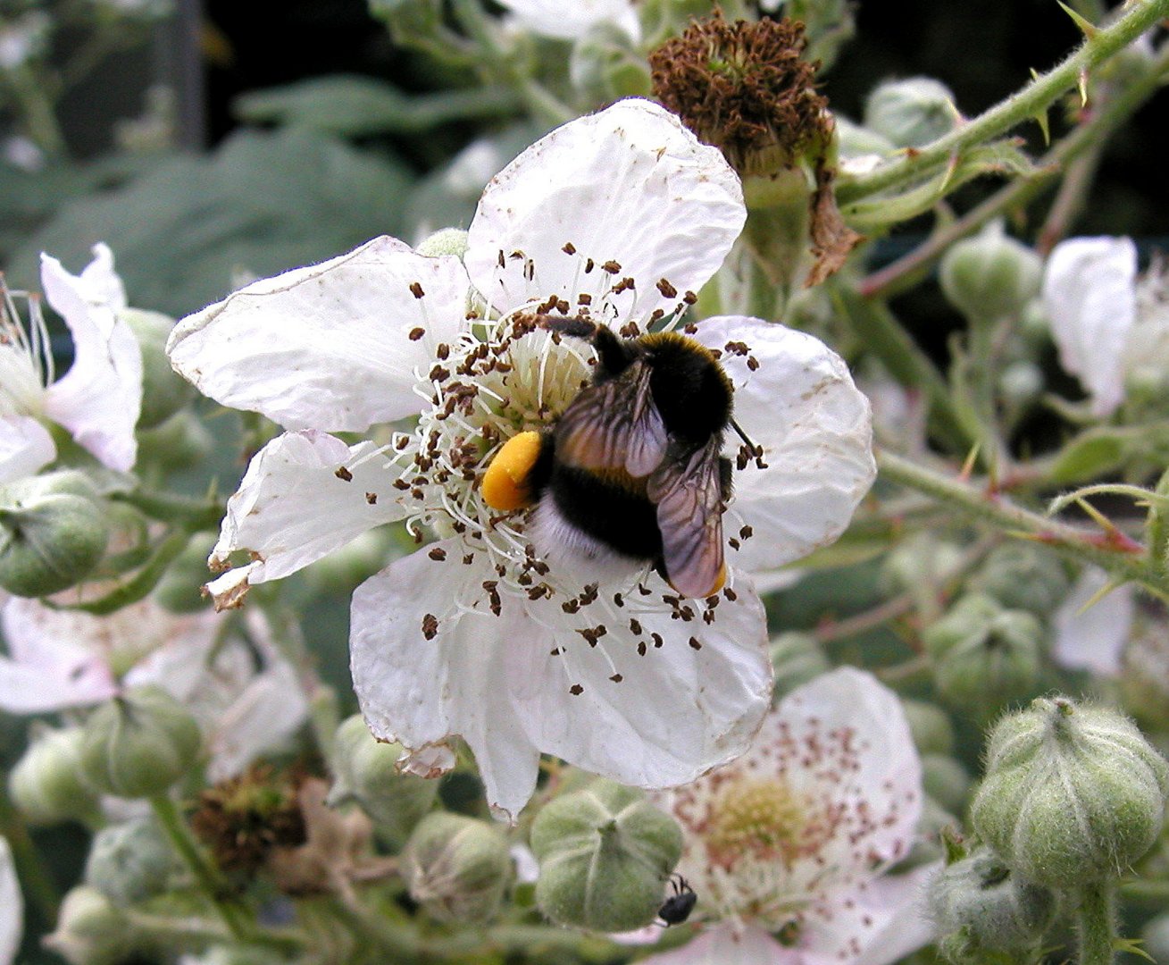 Hummel bei der Arbeit