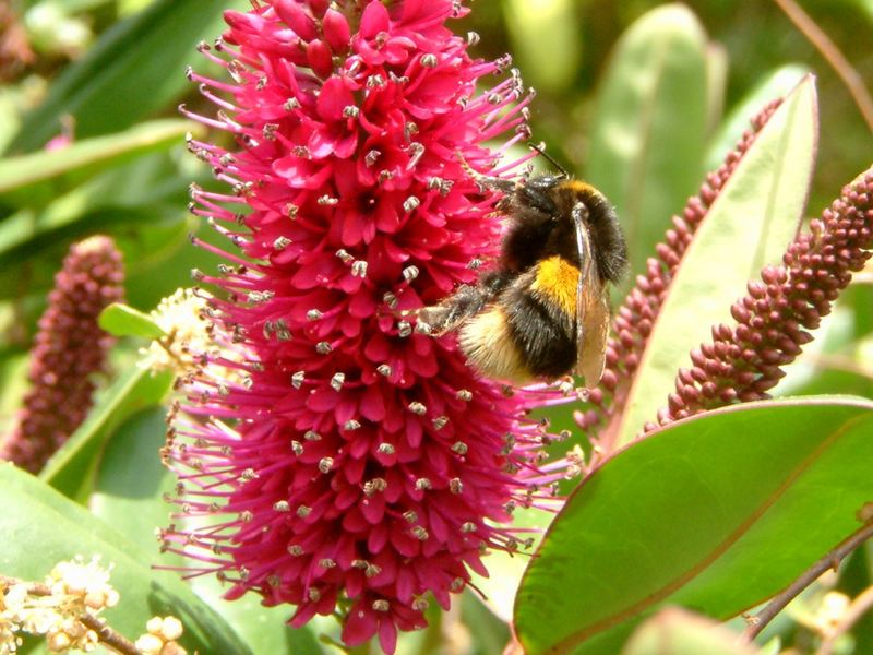 Hummel bei der Arbeit