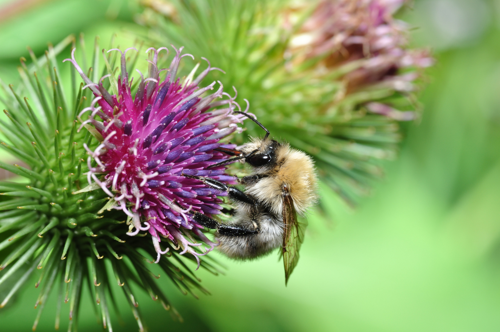 Hummel bei der Arbeit