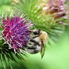 Hummel bei der Arbeit