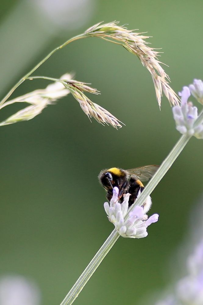 Hummel bei der Arbeit