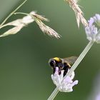 Hummel bei der Arbeit