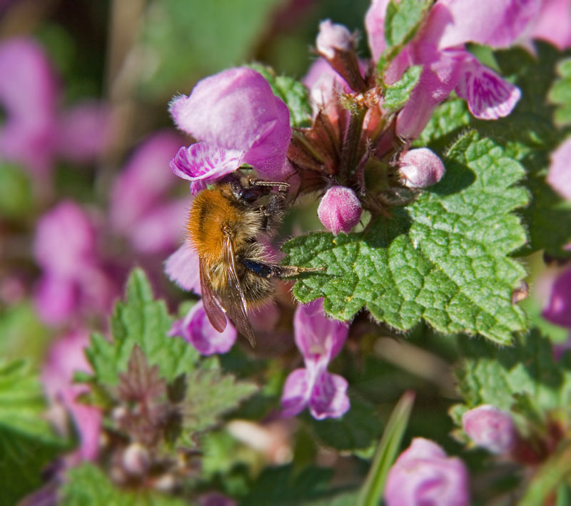 Hummel bei der Arbeit