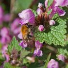 Hummel bei der Arbeit